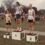 Kingston leads Tonbridge medal haul